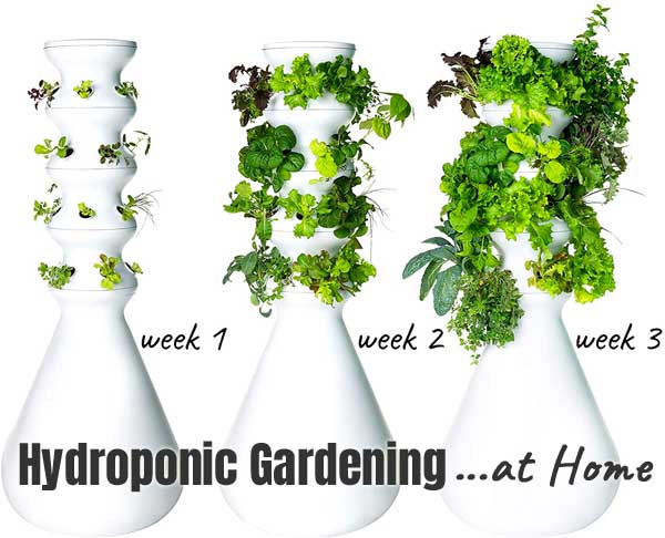 Growing Your Own&nbsp;Produce